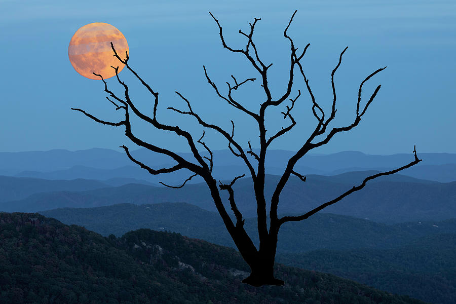 Skeleton Tree Moon 02 Photograph by Jim Dollar