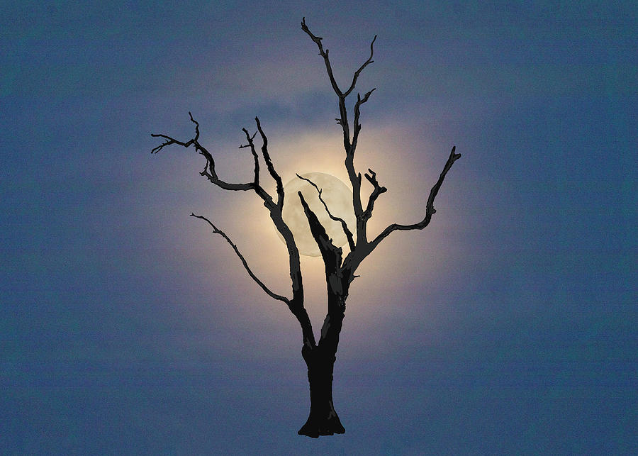 Skeleton Trees of Boneyard Beach 04 Photograph by Jim Dollar