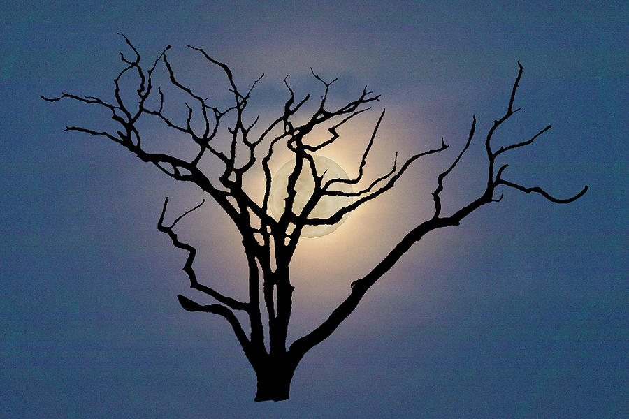 Skeleton Trees of Boneyard Beach 07 Photograph by Jim Dollar