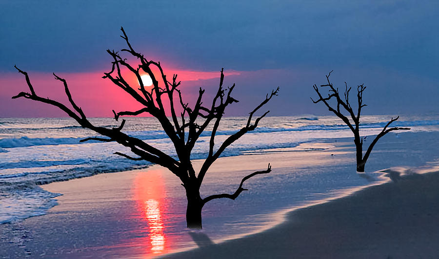 Skeleton Trees of Boneyard Beach 12 Photograph by Jim Dollar