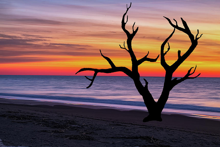 Skeleton Trees of Graveyard Beach 03 Photograph by Jim Dollar