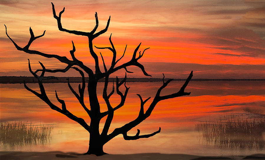 Skeleton Trees of Graveyard Beach 04 Photograph by Jim Dollar