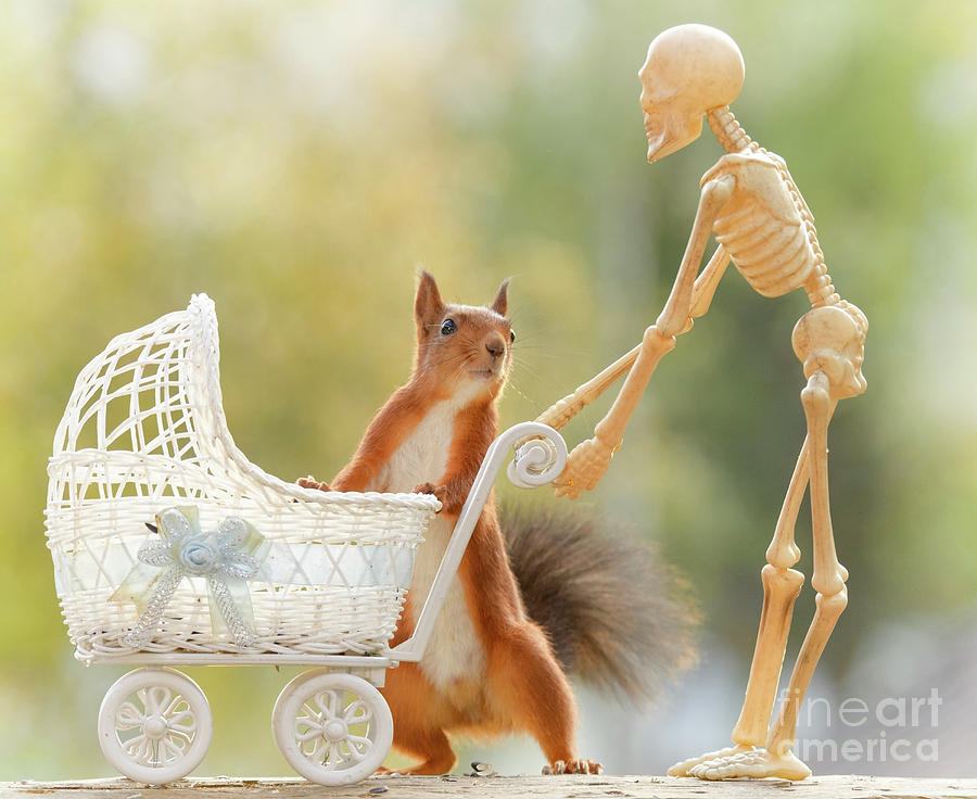 red squirrel skeleton