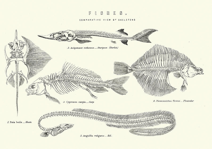 Skeletons of Fishes - Sturgeon Skate Carp Flouder and Eel Drawing by Duncan1890