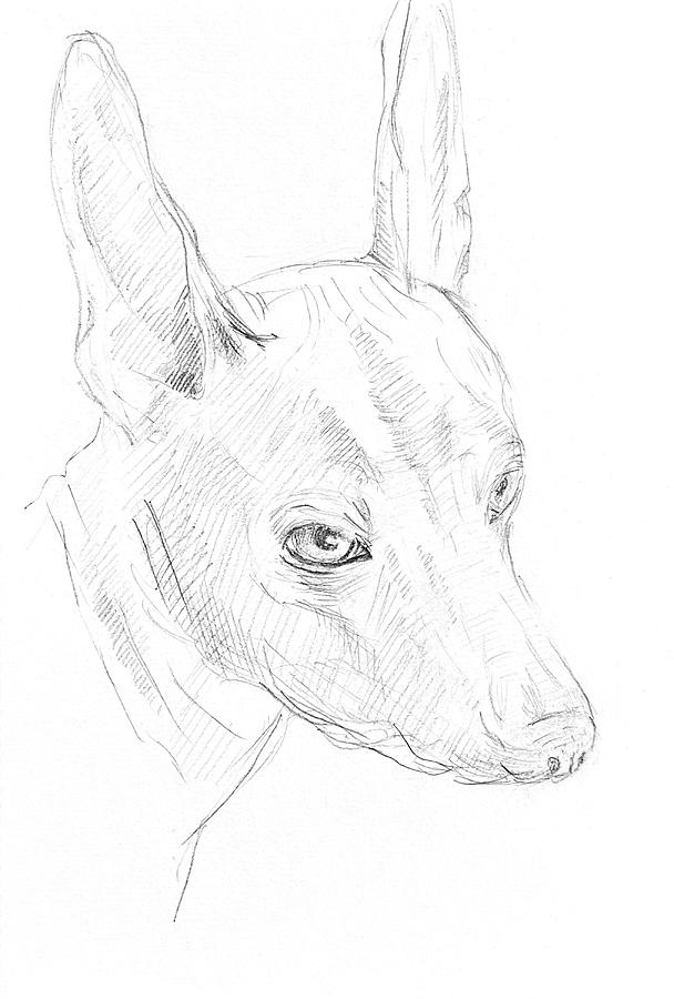 Sketch Dog 1 Drawing by Masha Batkova