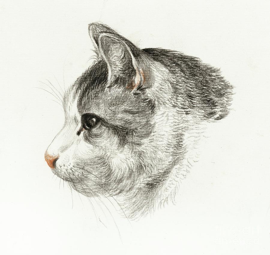 Sketch Of A Cat 1819 By Jean Bernard 1775-1883 Painting