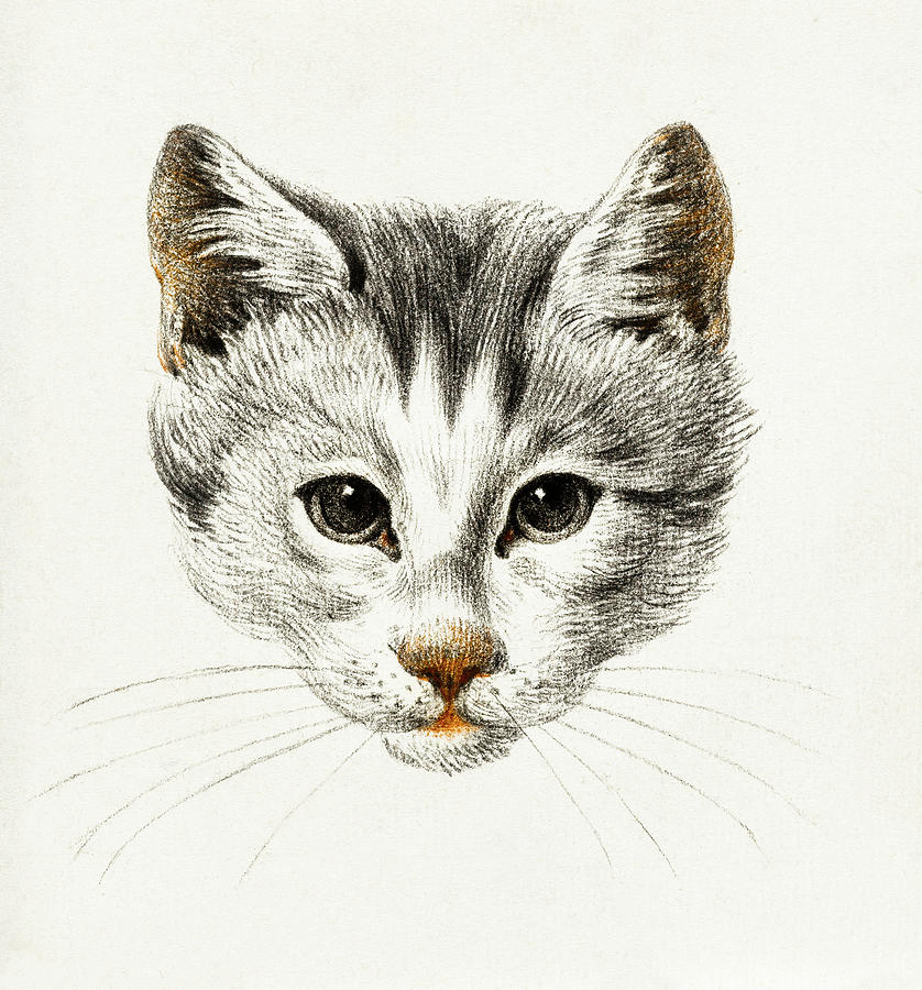 Illustration Drawing of a portrait of a cat