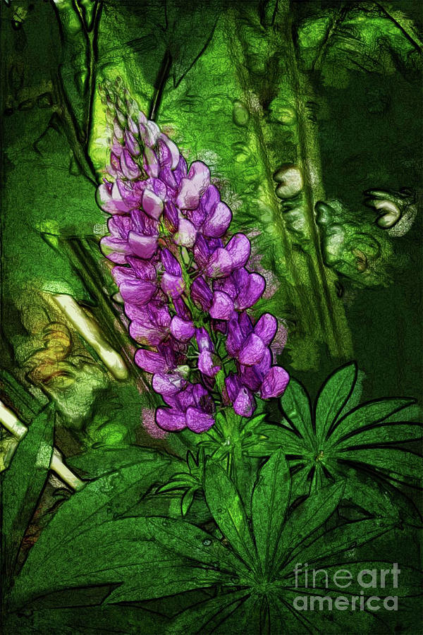 Sketch Of A Purple Lupine Digital Art