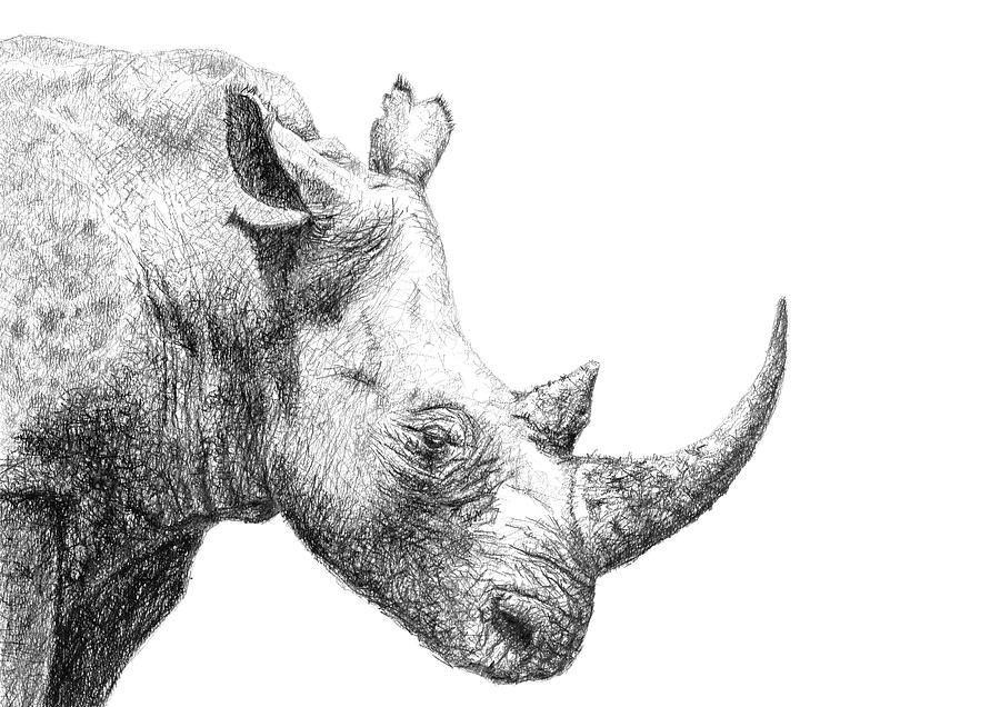 rhinoceros drawing