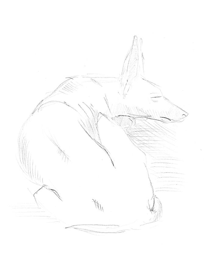 Sketch Sleeping Dog Drawing
