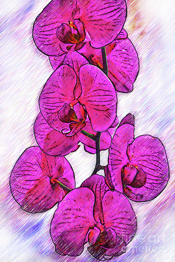 Sketched Orchid Blooms Digital Art by Kirt Tisdale