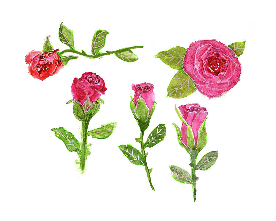 Sketched Roses Painting by Blenda Studio