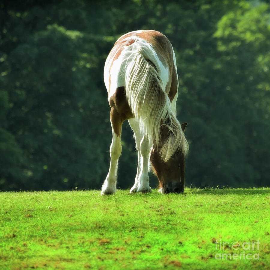 Skewbald Horse Grazing Photograph by Yvonne Johnstone