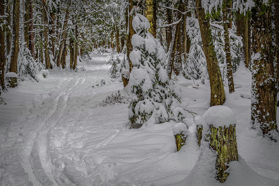 Ski Path Photograph by David Heilman