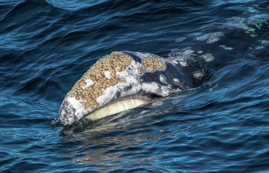 Skim Feeding Gray Whale 3 Photograph By Randy Straka - Fine Art America