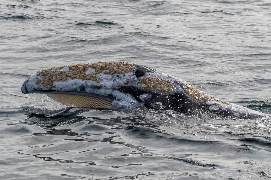 Skim Feeding Gray Whale 4 Photograph by Randy Straka - Fine Art America