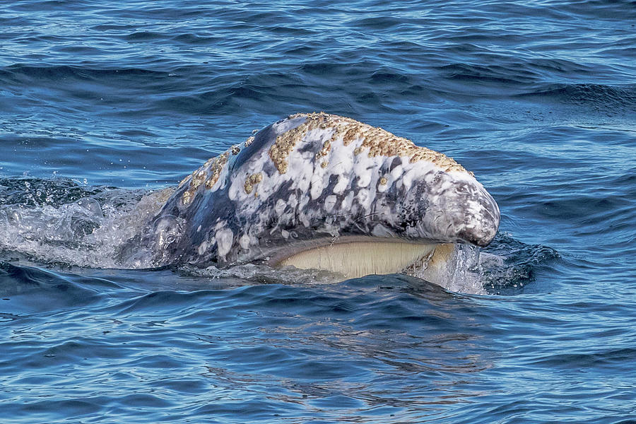 Skim Feeding Gray Whale Photograph by Randy Straka - Fine Art America