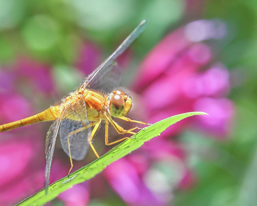 Skimmer dragonfly and Monarda Photograph by Jim Hughes