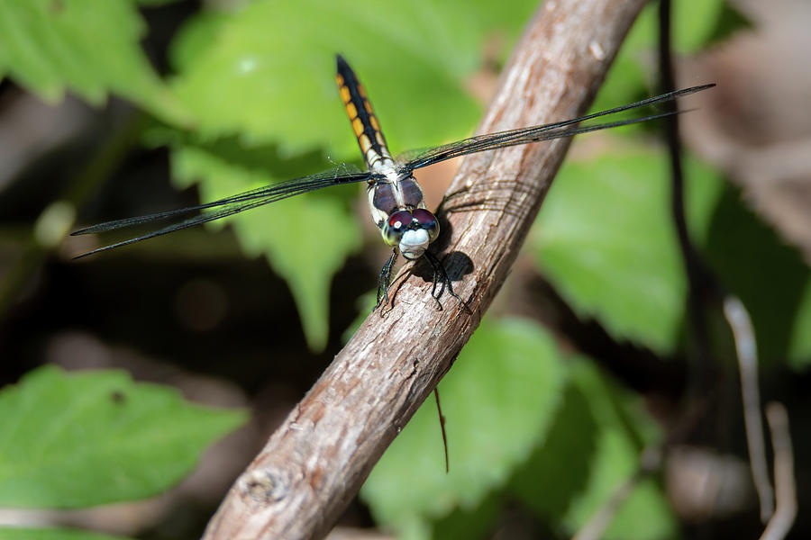 Skimmer Dragonfly Photograph by Debra Martz