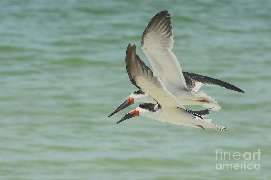 Skimmers Racing To The Beach 3145 Photograph By Marvin Reinhart