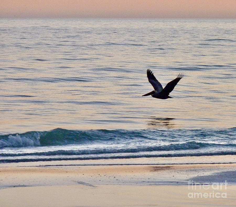 Skimming The Surface Photograph By Linda Brittain Fine Art America 