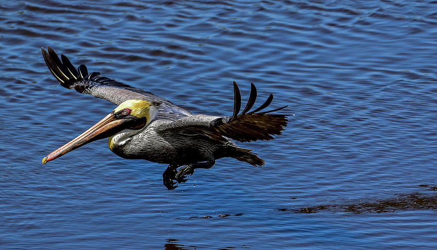 Skimming the Surface Photograph by Pamela McDaniel