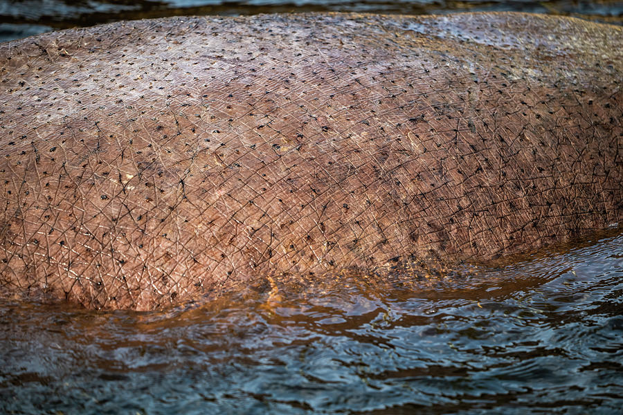 Skin of Nile Hippopotamus in Water Photograph by Artur Bogacki
