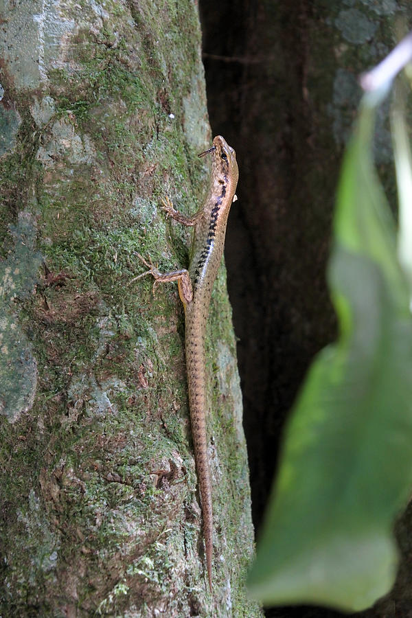 Skink on a Tree Trunk in Australia Photograph by Rafael Ben-Ari
