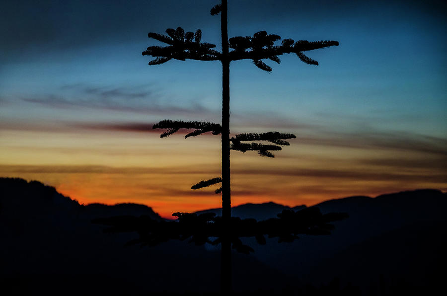 Skinny Tree Silhouette Sunset Photograph by Pelo Blanco Photo