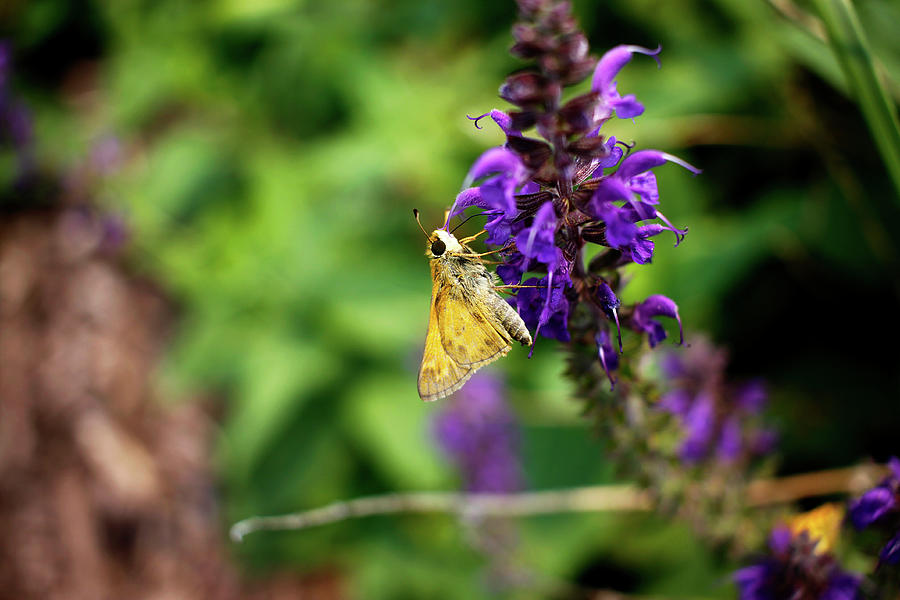 Skipper Butterfly Detail - July 2023 Photograph by Joseph A Langley Skipper Butterfly Detail - July 2023 Photograph by Joseph A Langley