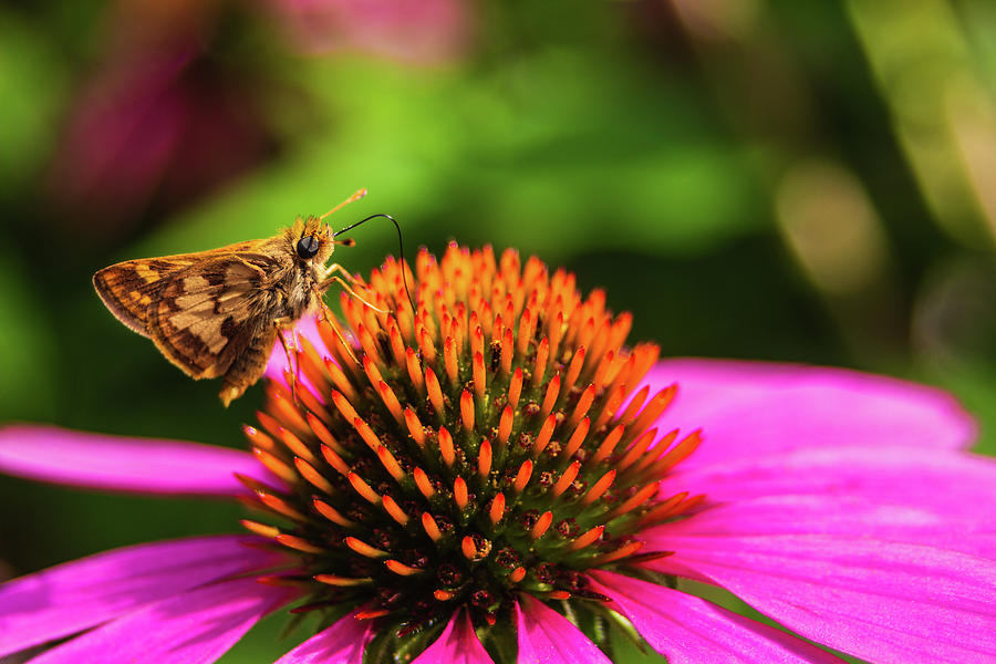 Skipper Butterfly Eating Nectar Photograph by Jeanette Fellows