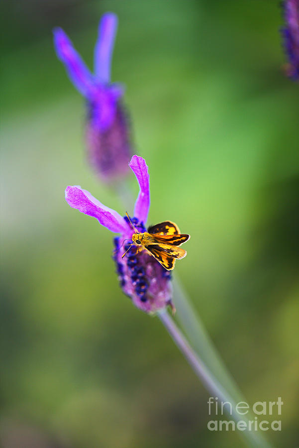 Skipper Butterfly On Lavender Photograph by Joy Watson