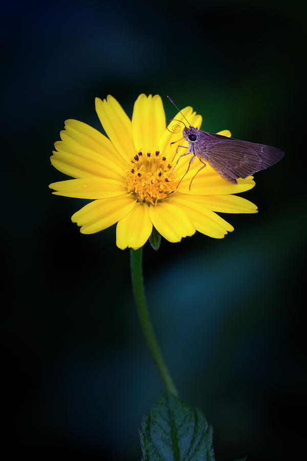 Skipper Butterfly on Wildflower  Photograph by Mark Andrew Thomas