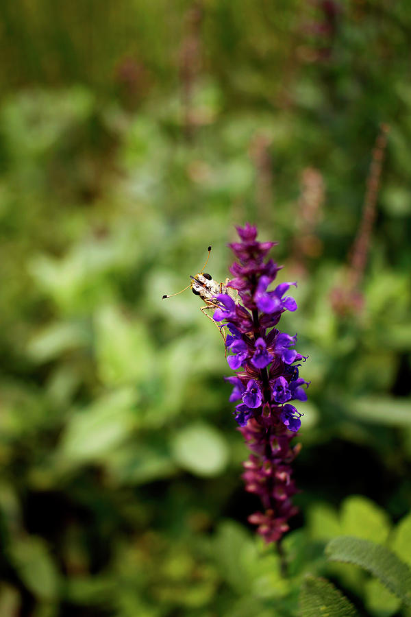 Skipper Butterfly Peering Around Sage Blooms - July 2023 Photograph by Joseph A Langley Skipper Butterfly Peering Around Sage Blooms - July 2023 Photograph by Joseph A Langley