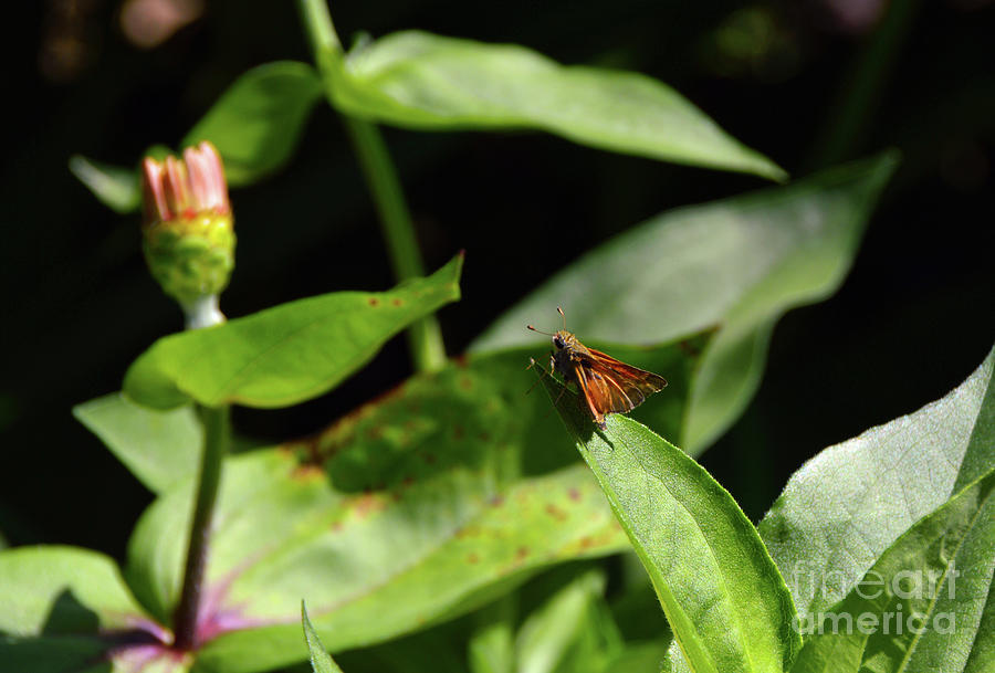 Skipper Butterfly Resting On A Plant Photograph by Robyn King