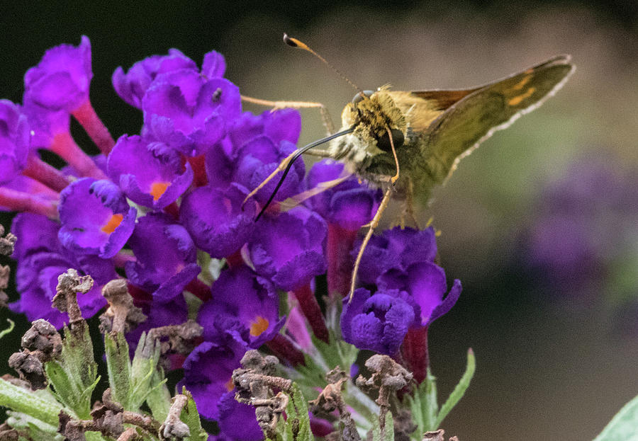 Skipper Butterfly Photograph by Sw Photography - Fine Art America