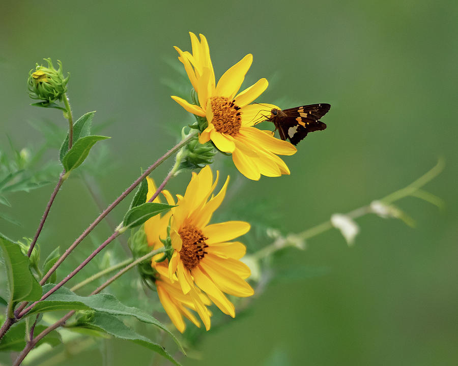 Skipper on Yellow Flowers Photograph by Mindy Musick King