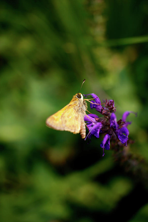 Skipper Resting on Sage - July 2023 Photograph by Joseph A Langley Skipper Resting on Sage - July 2023 Photograph by Joseph A Langley