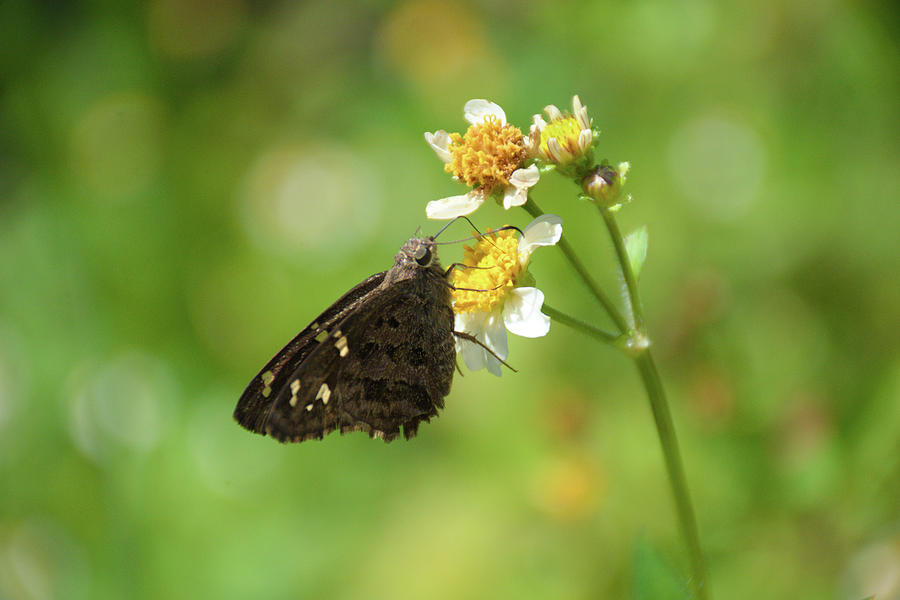 Skipperjack Butterfly  Photograph by Christopher Mercer