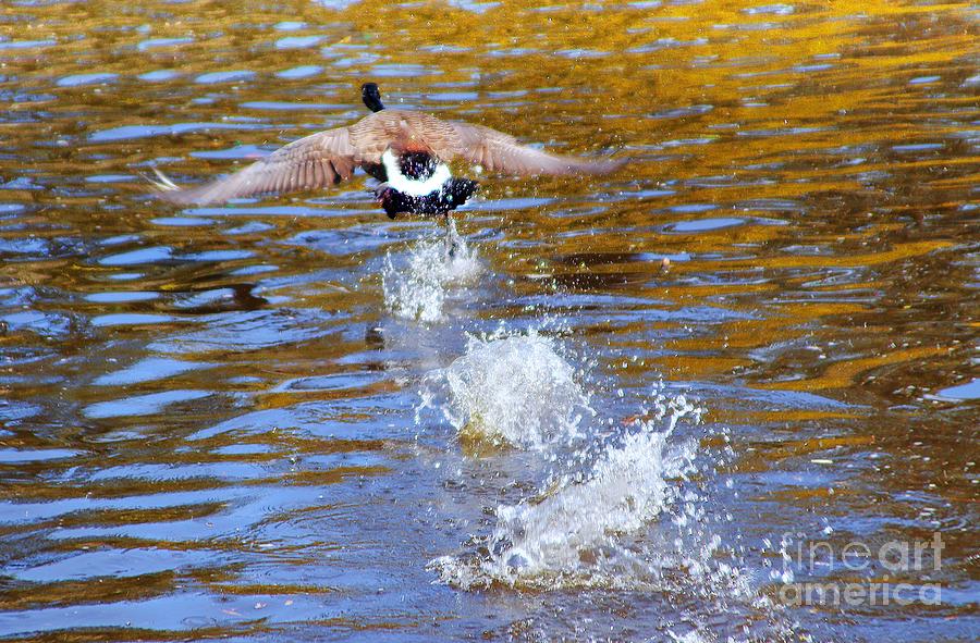 Skippin Goose Photograph by Kimberly Furey