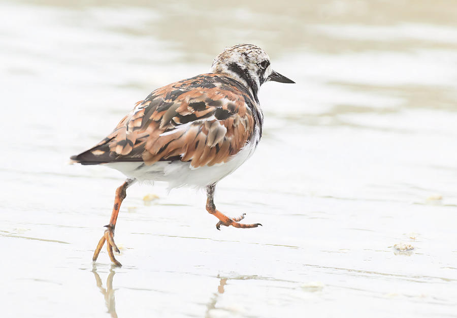 Skipping Ruddy Turnstone Photograph by Angie Mossburg