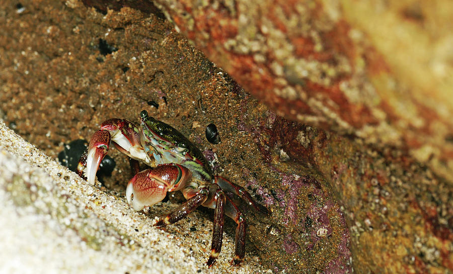 Skittish Crab Photograph by Monica Seuthe - Pixels