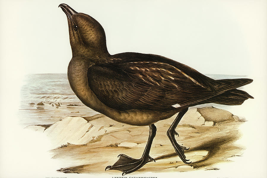 John Gould Drawing - Skua Gull, Lestris Catarractes by John Gould