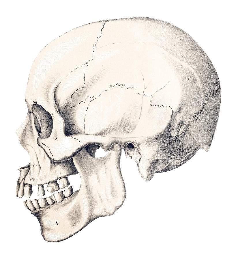 Halloween Drawing - Skull anatomy vintage old art 1900 century, Skull by Mounir Khalfouf