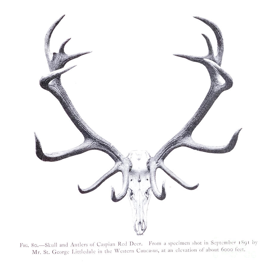 Skull and Antlers of Caspian Red Deer o2 Drawing by Historic
