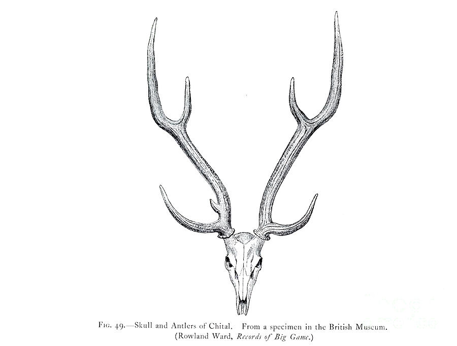 Skull And Antlers Of The Chital Axis Axis O1 Drawing