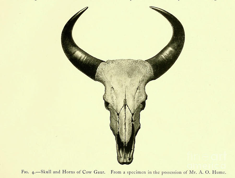 Skull and Horns of Cow Gaur. t4 Photograph by Historic illustrations - Fine  Art America