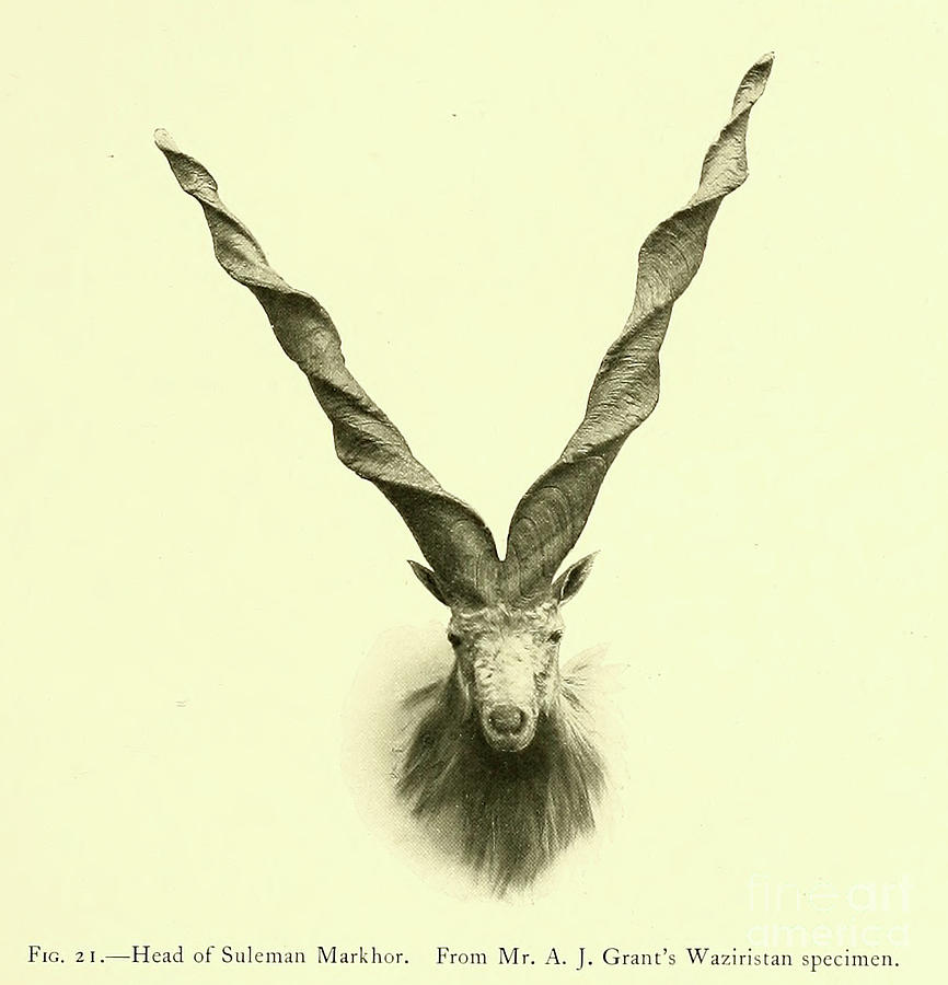 Skull and Horns of Suleman Markhor t2 Photograph by Historic ...