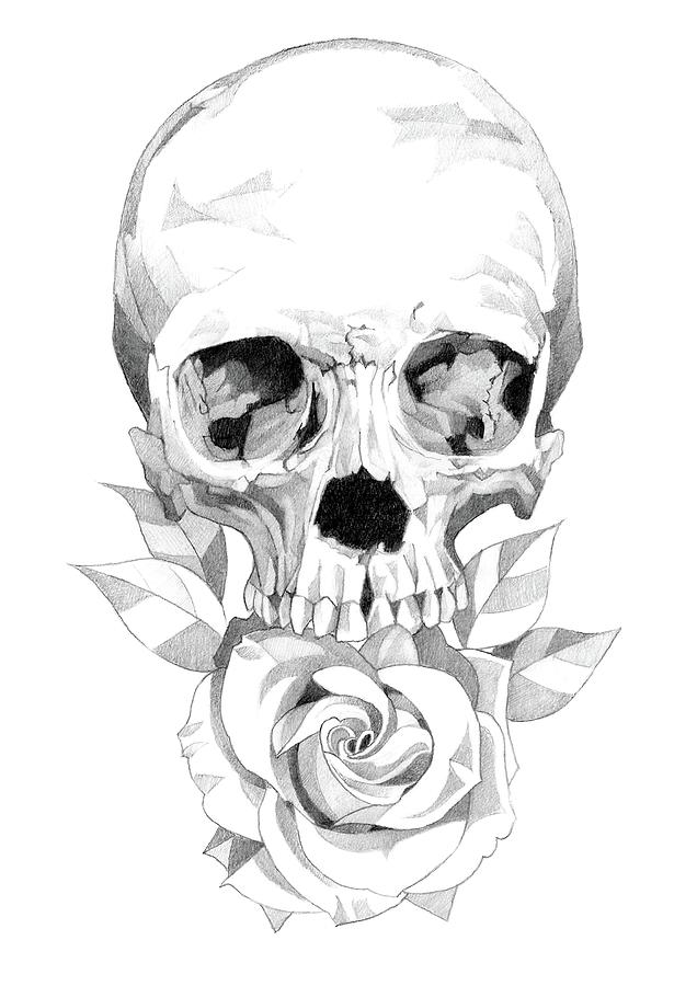 Skull and Rose Pencil Drawing 2 Drawing by Matthew Hack - Fine Art America