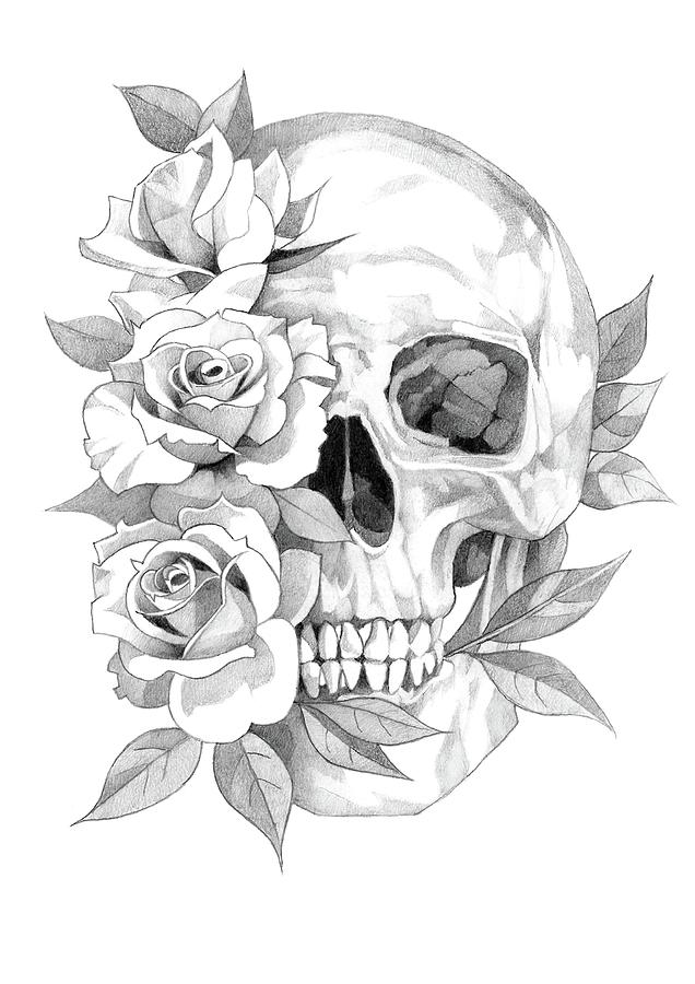 Skull and Roses Pencil Drawing 3 Drawing by Matthew Hack - Fine Art America